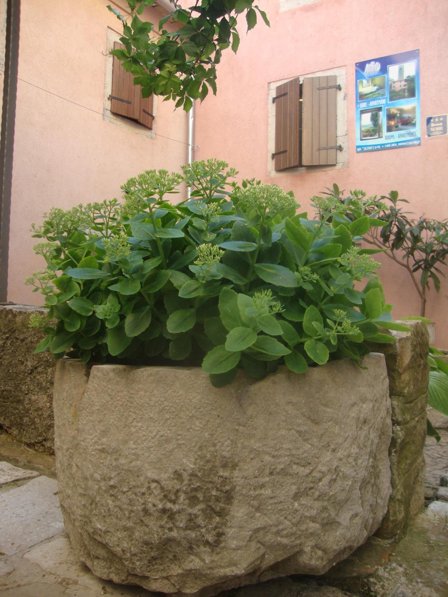 Bed & Breakfast Antico Motovun Exteriör bild